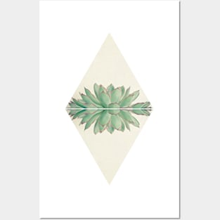 Echeveria II Posters and Art